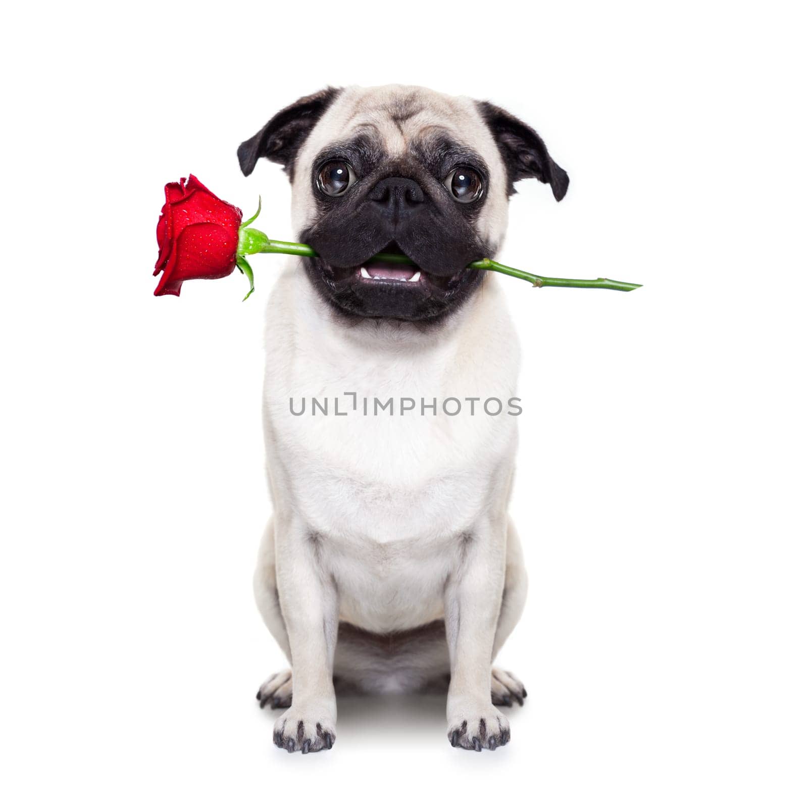 valentines dog in love with you ,  with a red rose in mouth , isolated on white background