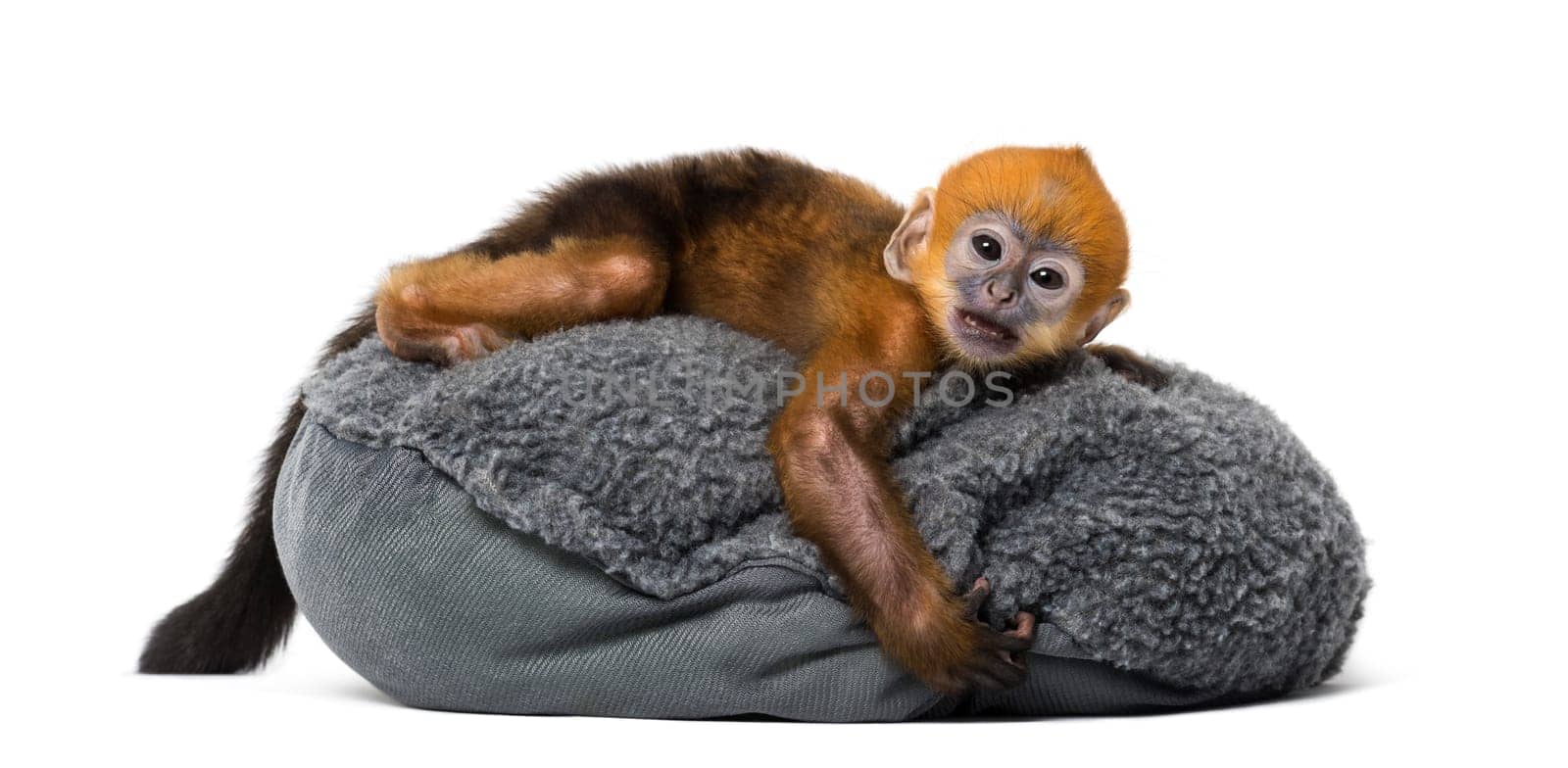 Baby Francois Langur lying on a pillow (1 month)