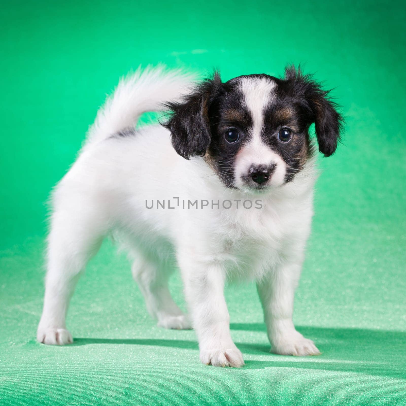 Cute Papillon puppy age of 1,5 month on a green background