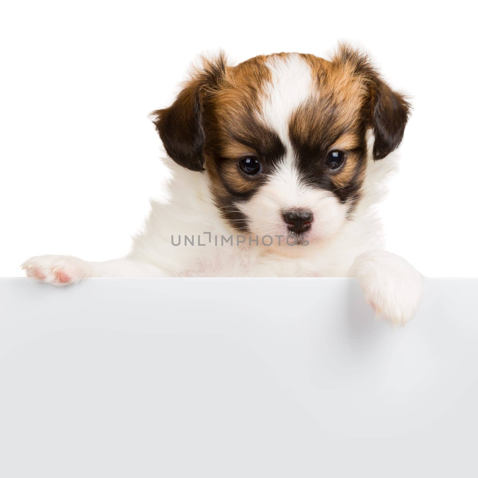Papillon puppy age of one month relies on blank banner. White background