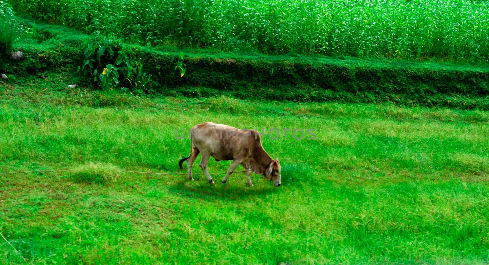 Cow eating grass in a green field. Assam India South Asia Pacific