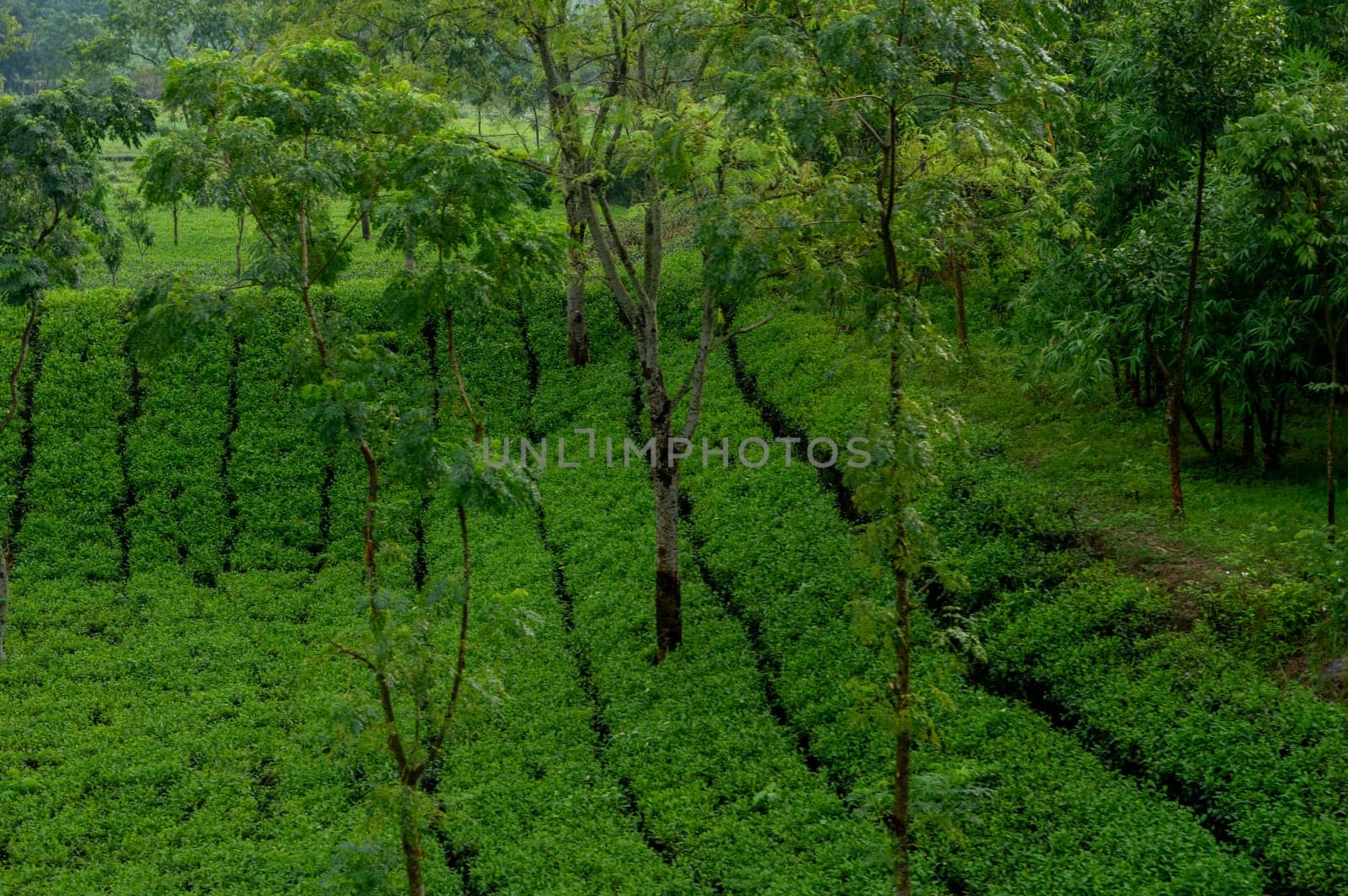 Hillside Tea Garden. Mountain Terrace Cultivation. Assam India