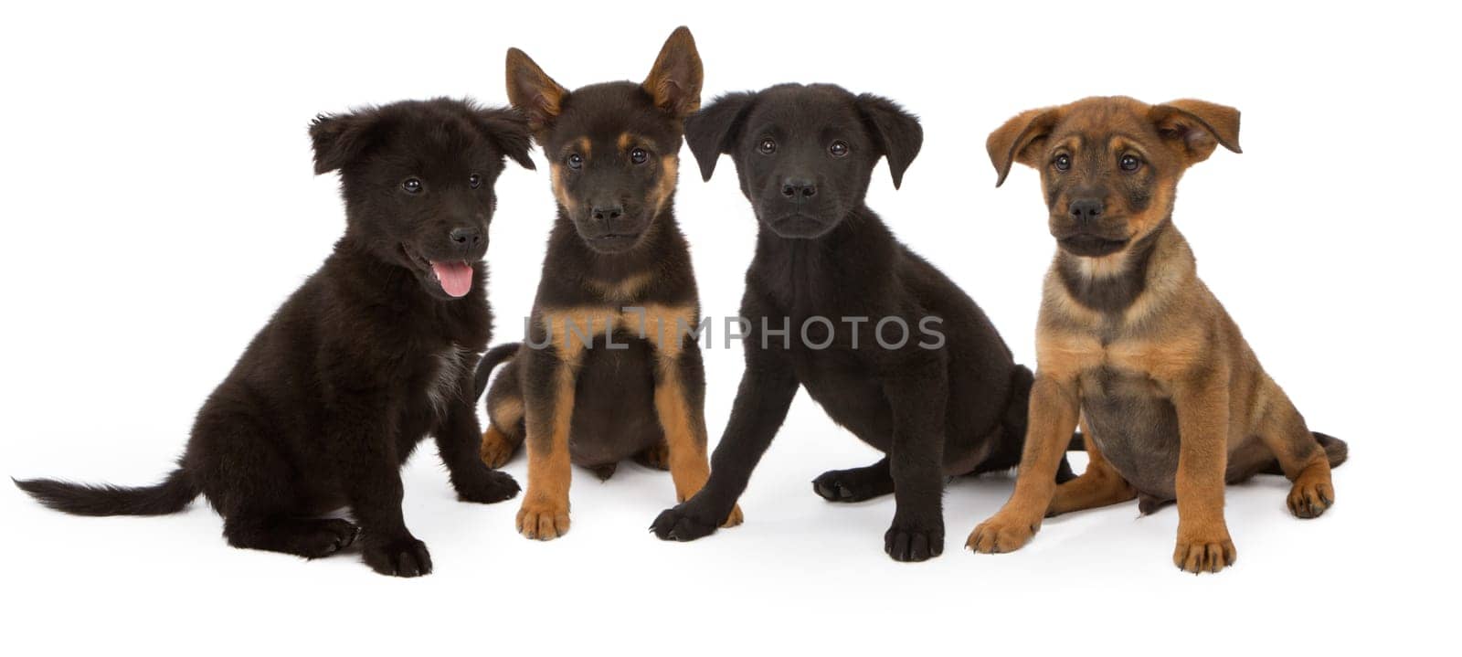 Four  Shepherd and Chow mix six week old puppies from the same litter.