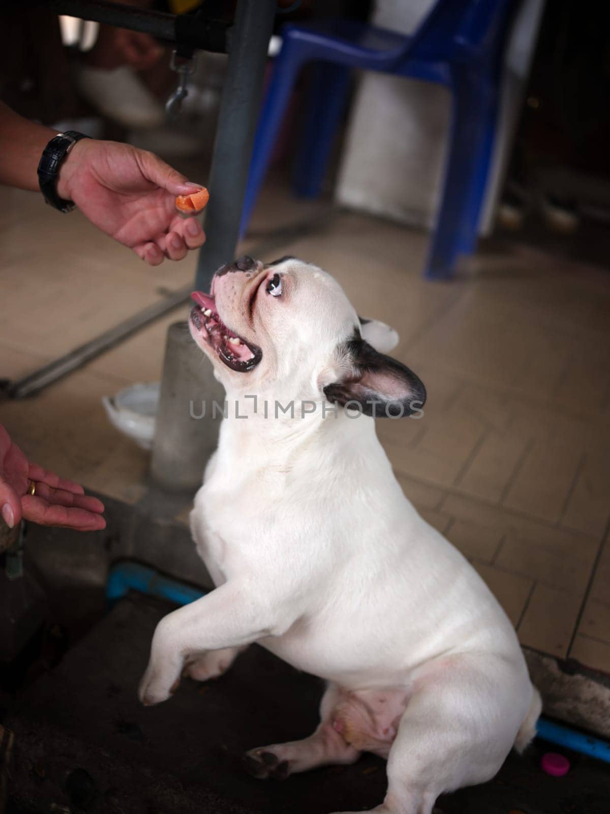 OWNER gives a treat to a French bulldog in the home . dog training concept