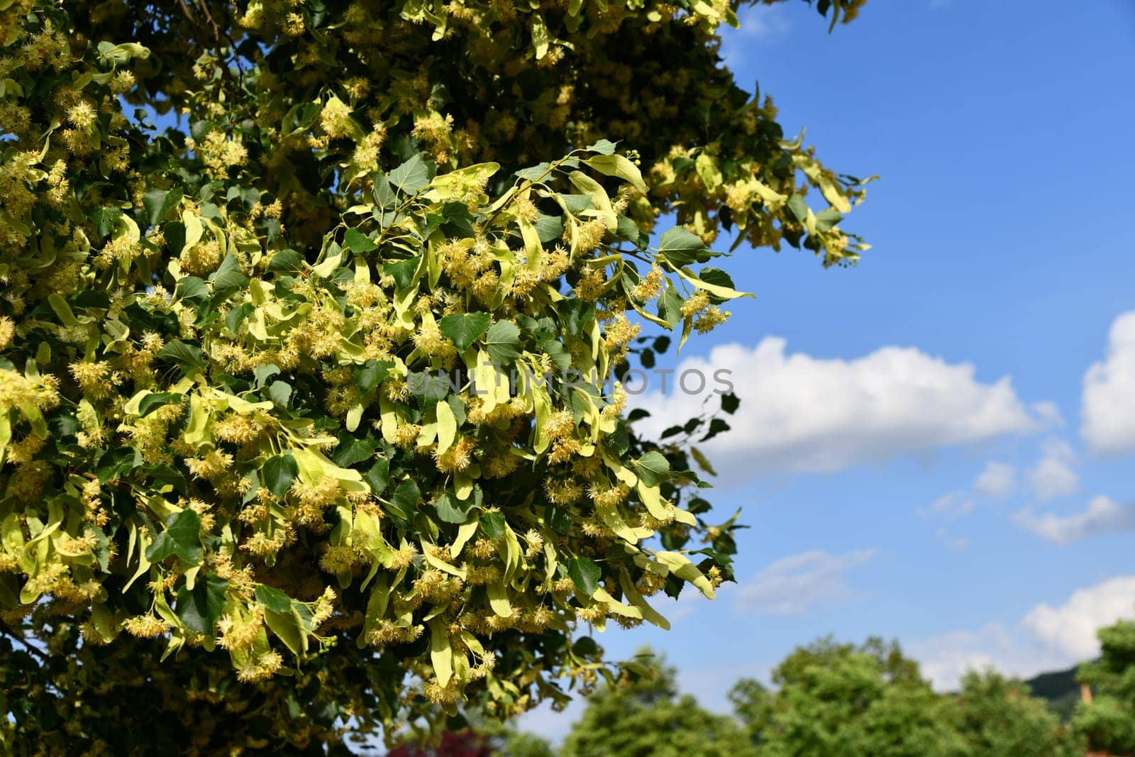 Linden blossoms between green foliage leaves