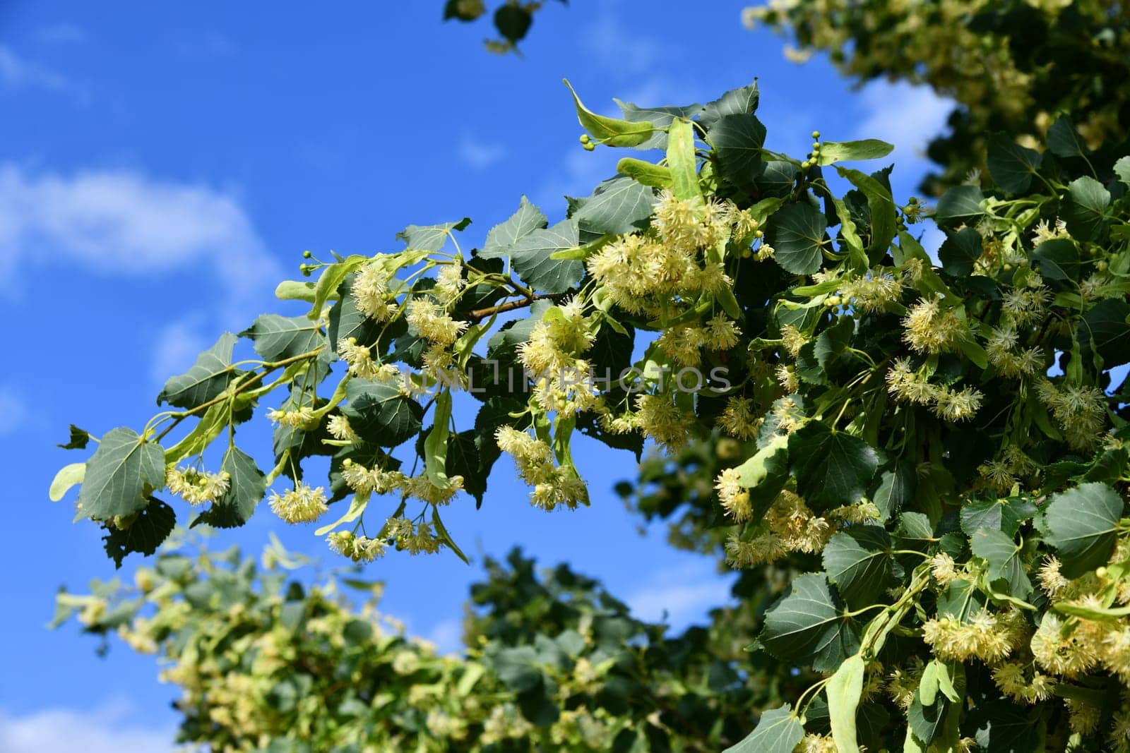 Linden blossoms between green foliage leaves