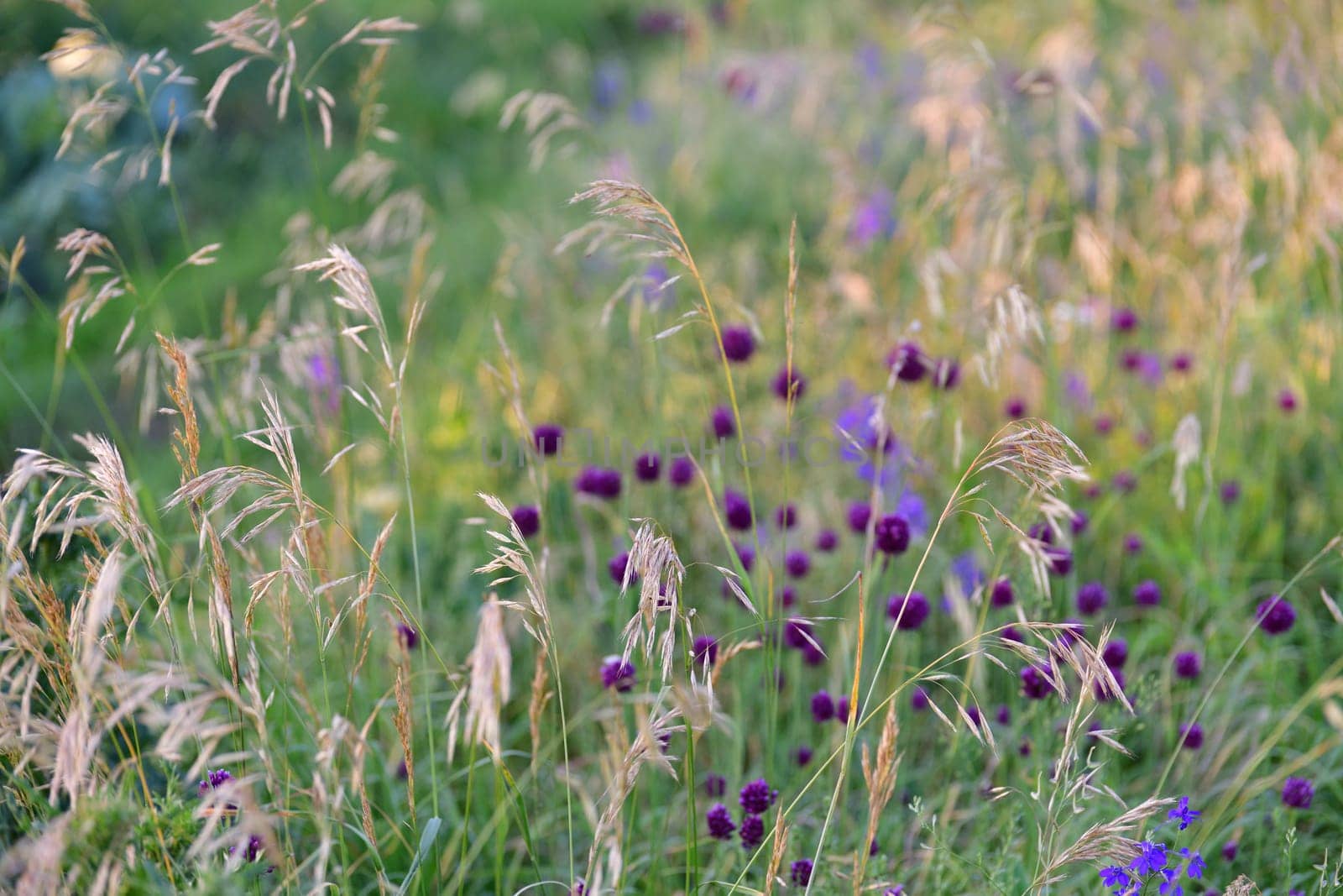 Beautiful grass background with oats and the Allium rotundum