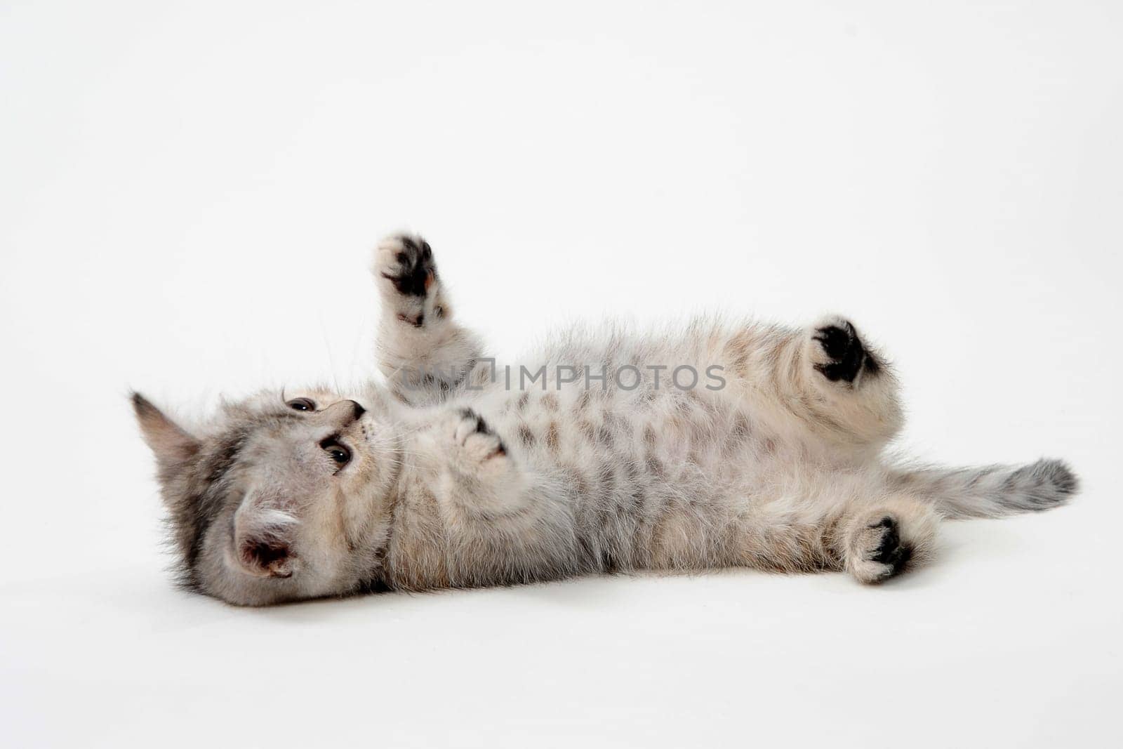 Purebred gray kitten on a white isolated background. High quality photo