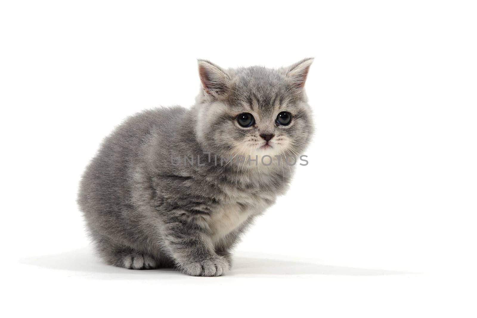 Fluffy purebred gray kitten on a white isolated background. High quality photo