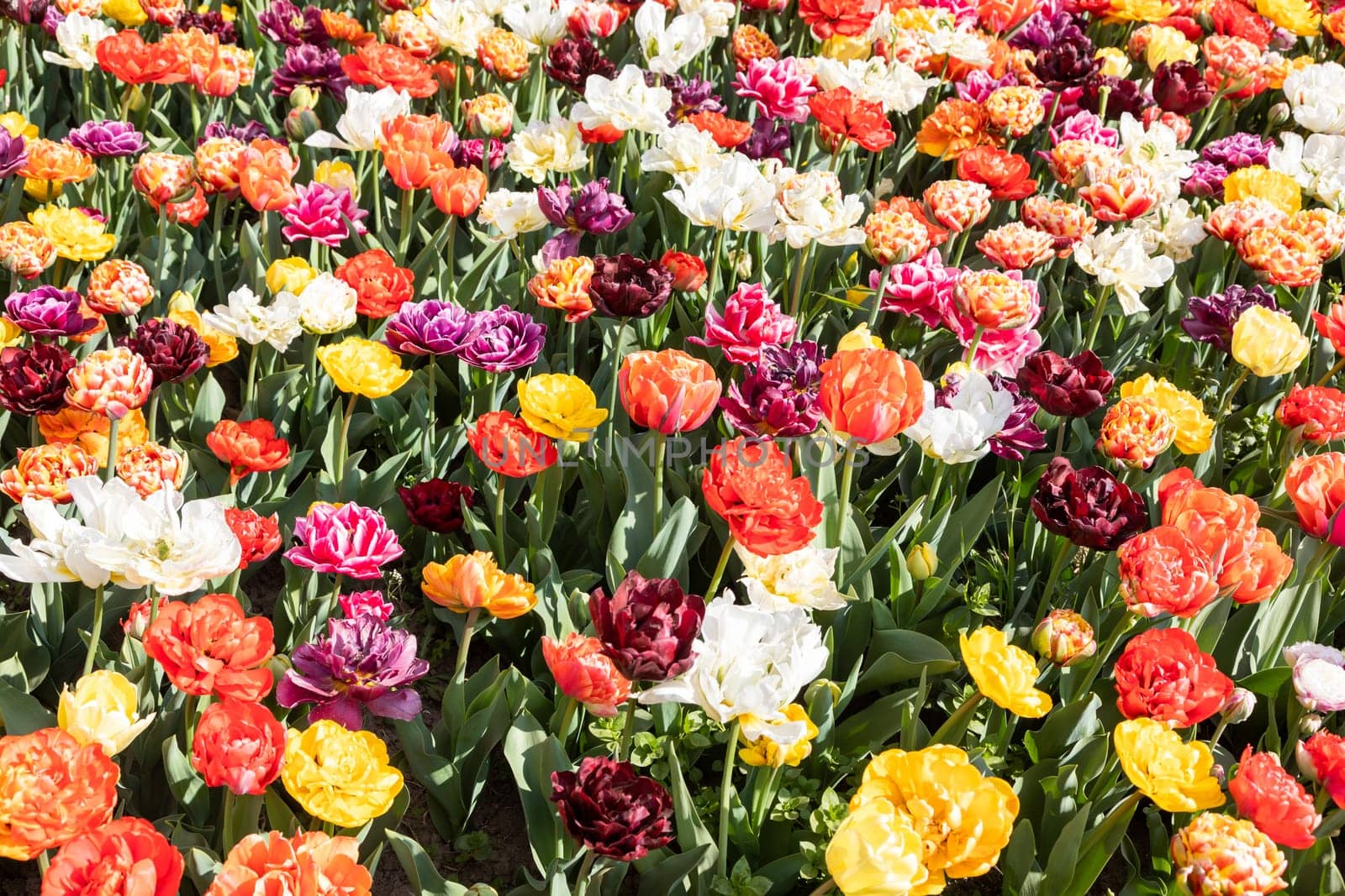 Blooming tulips field in Holland, springtime - beautiful multicolored background, sunlight
