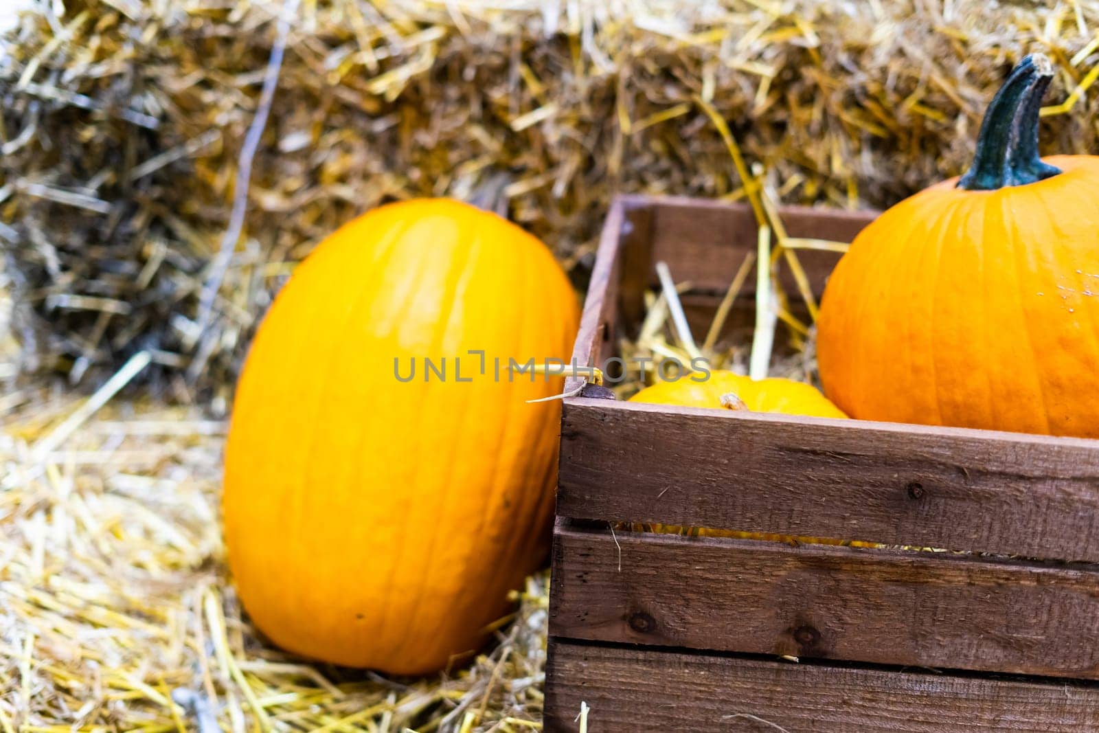 Ripe orange autumn pumpkins in wooden baskets with straw, hay bales farmers market for Halloween.