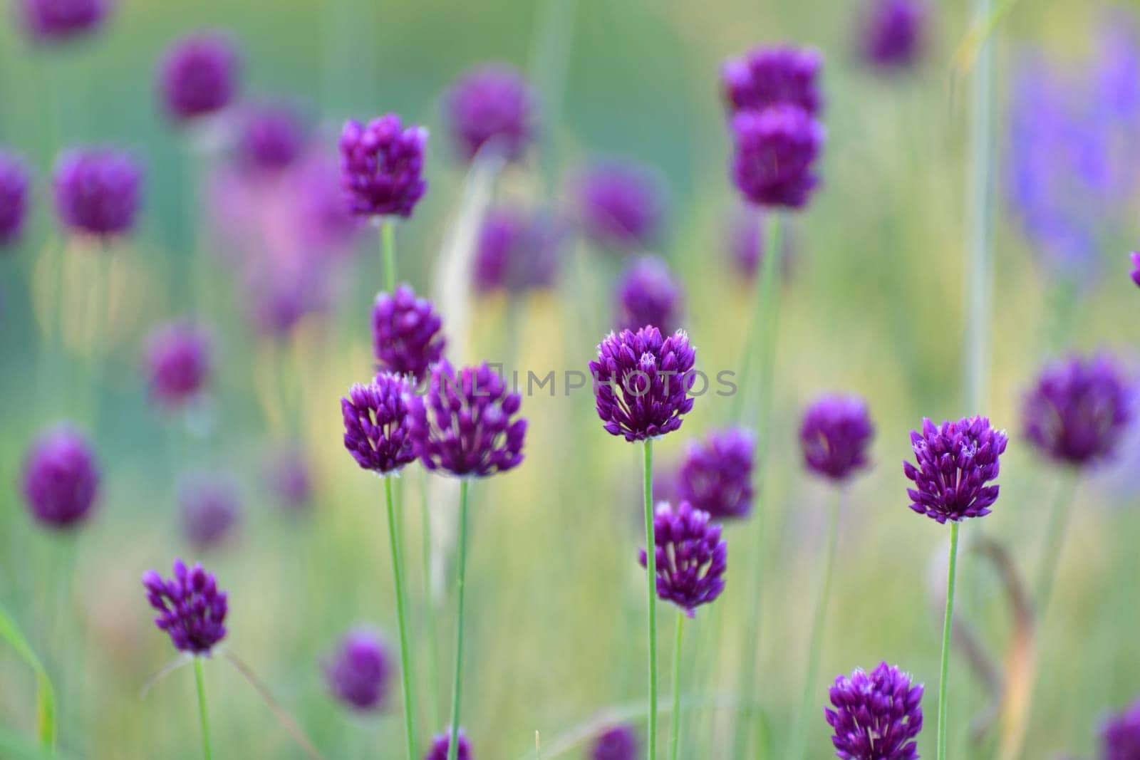Beautiful grass background with the Allium rotundum