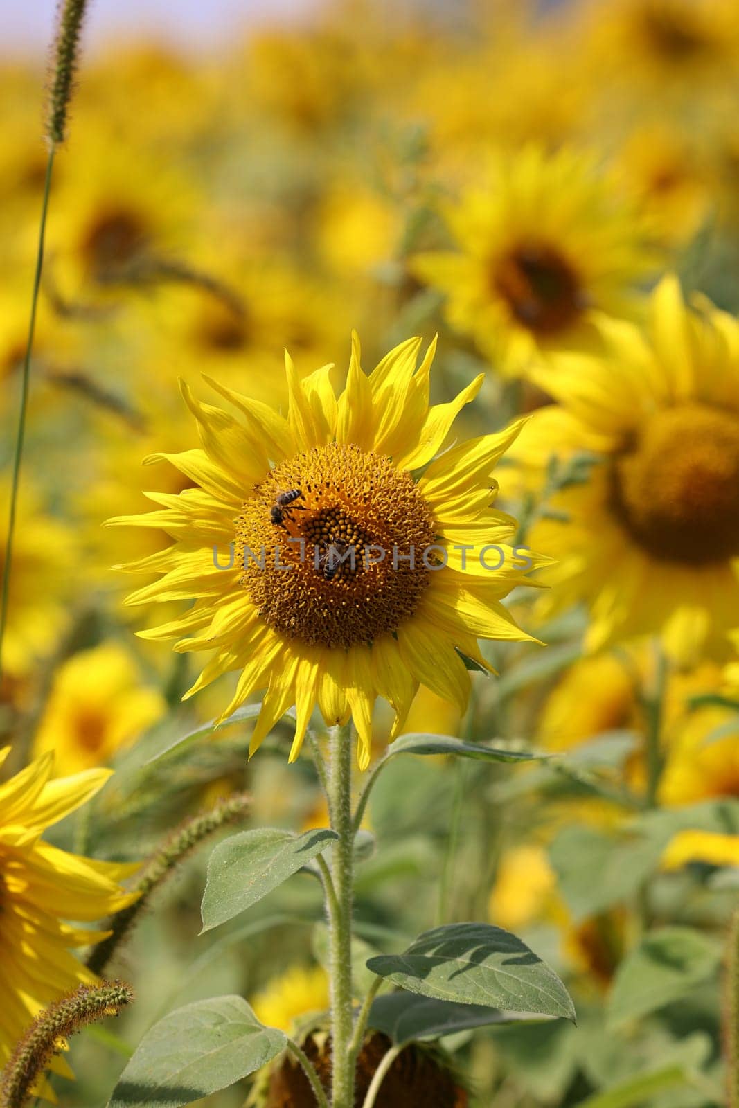 Yellow Sunflowers growing in a field. Natural sunflower background.