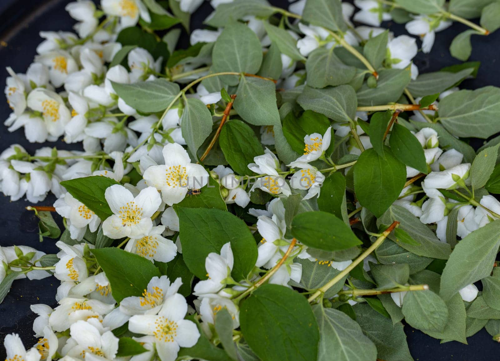 Beautiful white jasmine blossom flowers in spring time. Background with flowering jasmin bush.