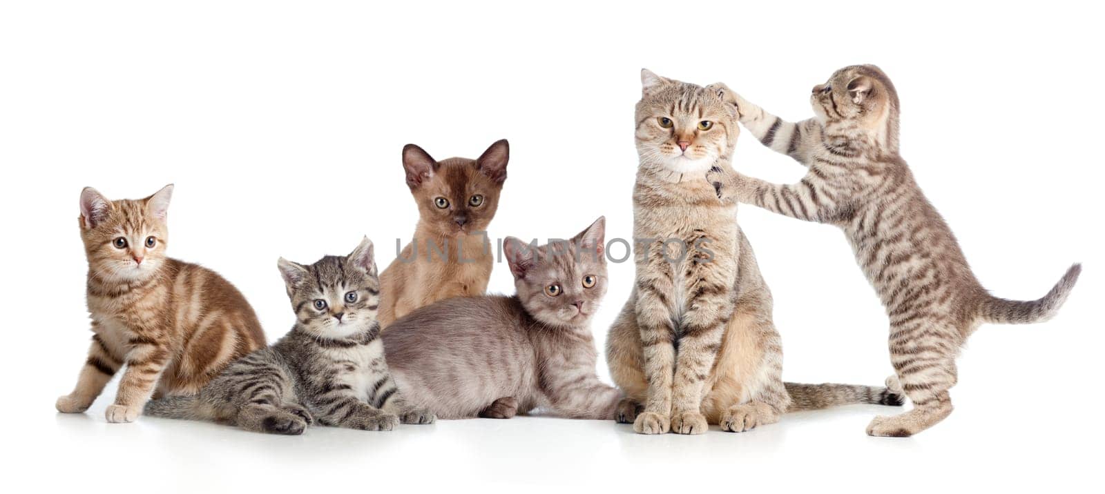 various cats group isolated on white