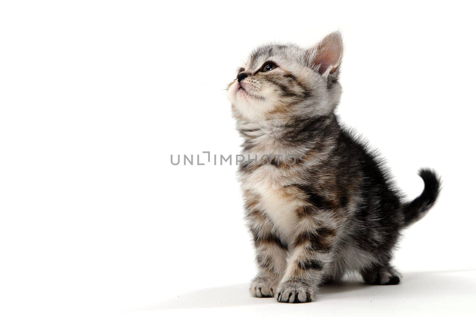 Fluffy purebred gray kitten on a white isolated background. High quality photo