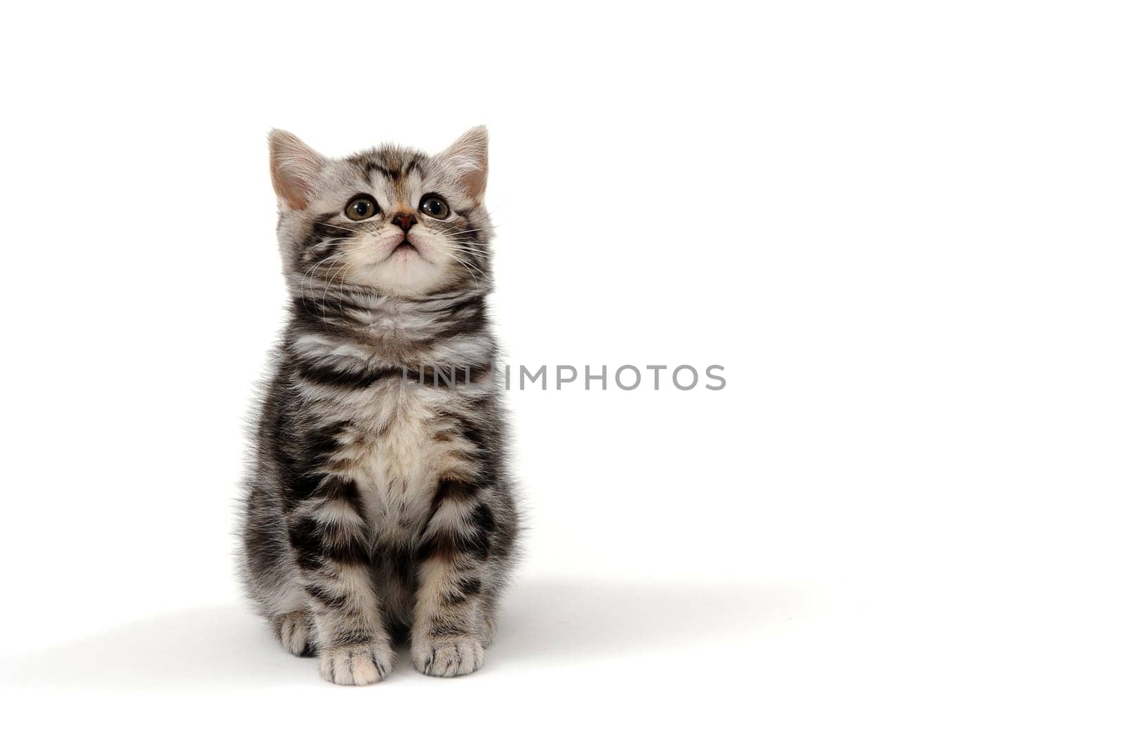 Fluffy purebred gray kitten on a white isolated background. High quality photo