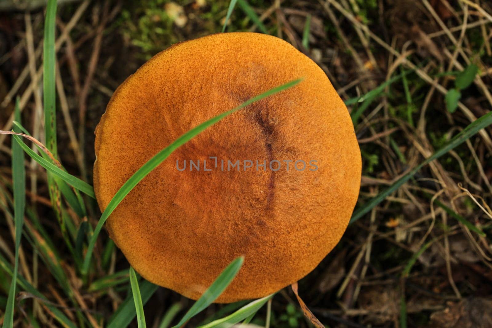 Red capped scaber stalk growing in forest, view from top, detail on orange head.