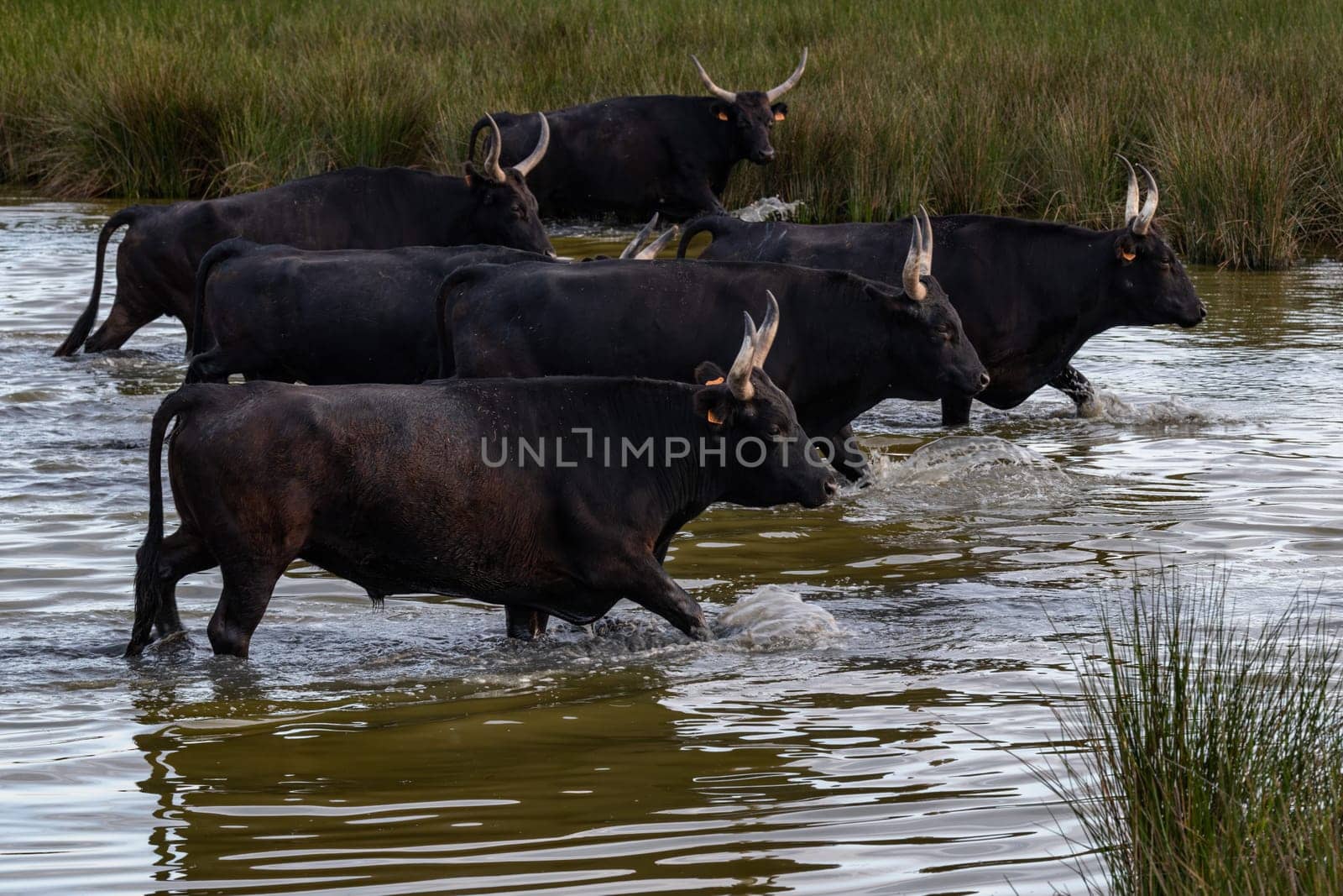 Bulls in the camargue land accross the river, France