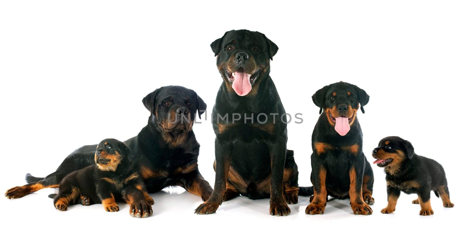 puppies and adults rottweiler in front of white background