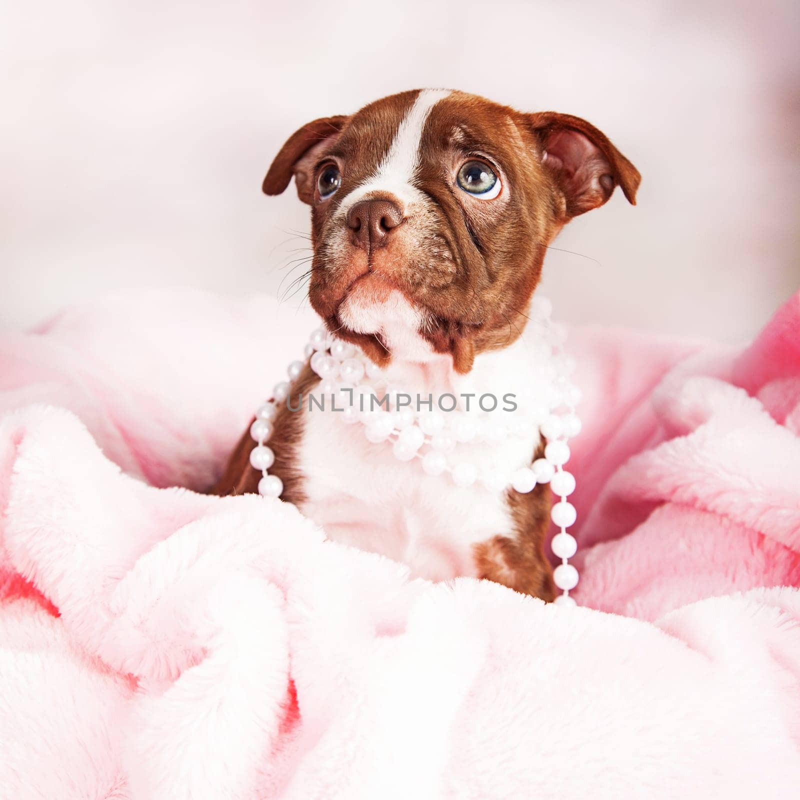 seven week old Boston Terrier puppy