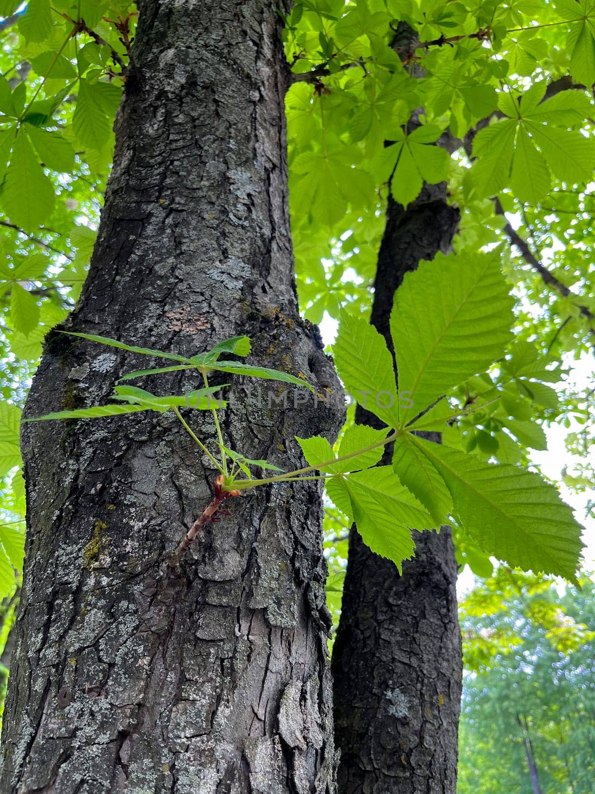 in the city alley, young juicy shoots grow on a chestnut tree in May