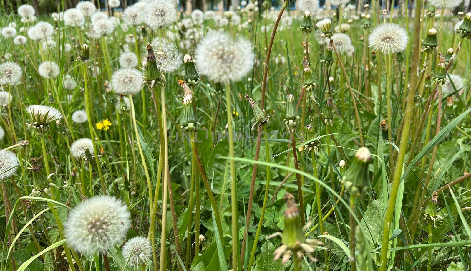 withered dandelions in spring against the background of a city park