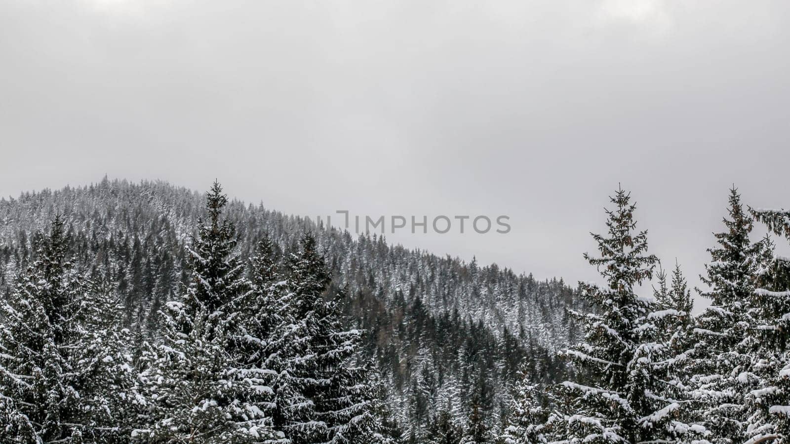 Snow covered coniferous treetops on gray overcast day, hill with forest in background.