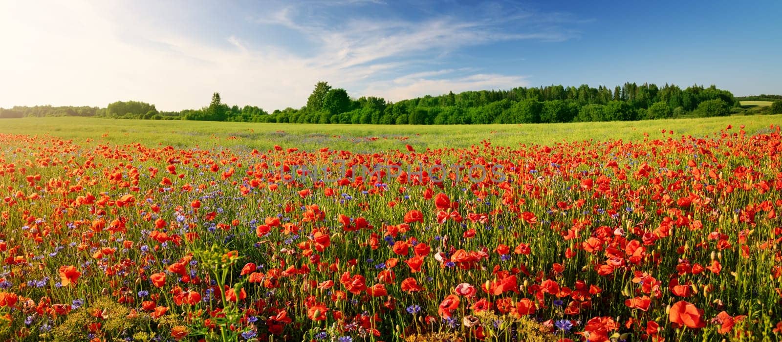 Panoramic view of the field with a lot of wild flowers. Beautiful background of the meadow in sunny day.