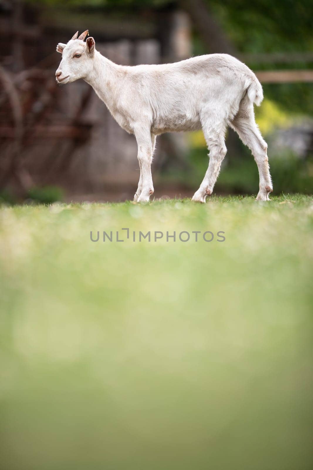Cute goats on an organic farm, looking happy, grazing outdoors - respectful animal farming