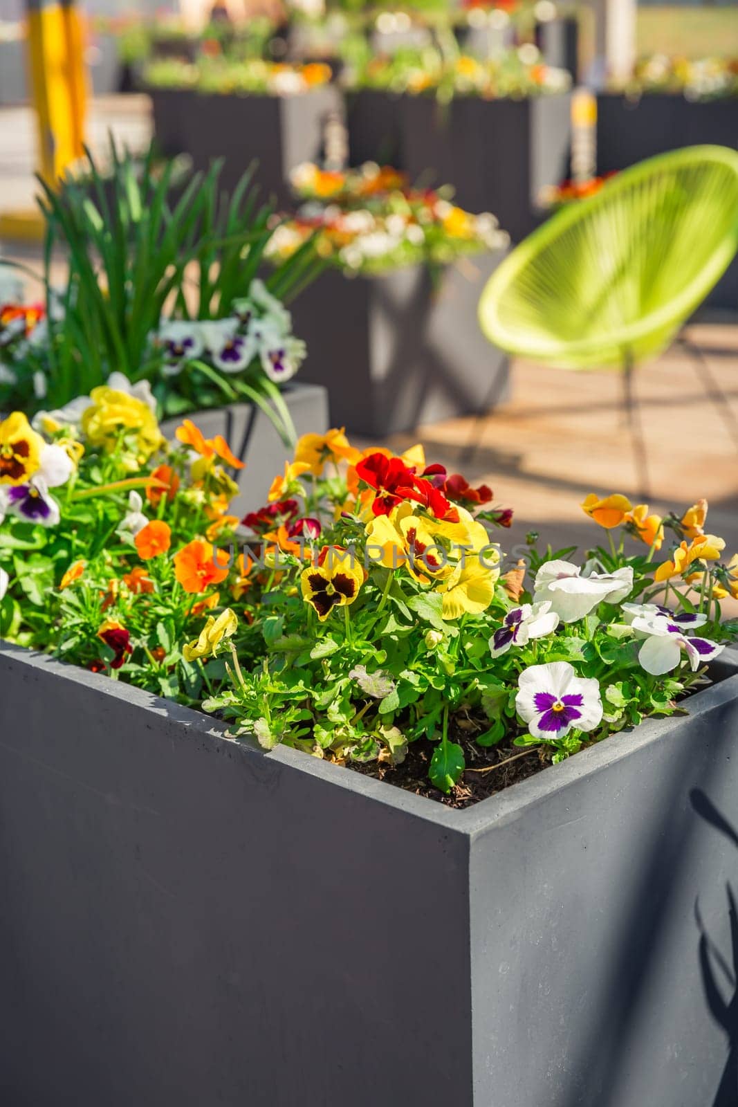 Colorful potted plants and flowers in a big stoneware flower pot for balcony, patio or terrace