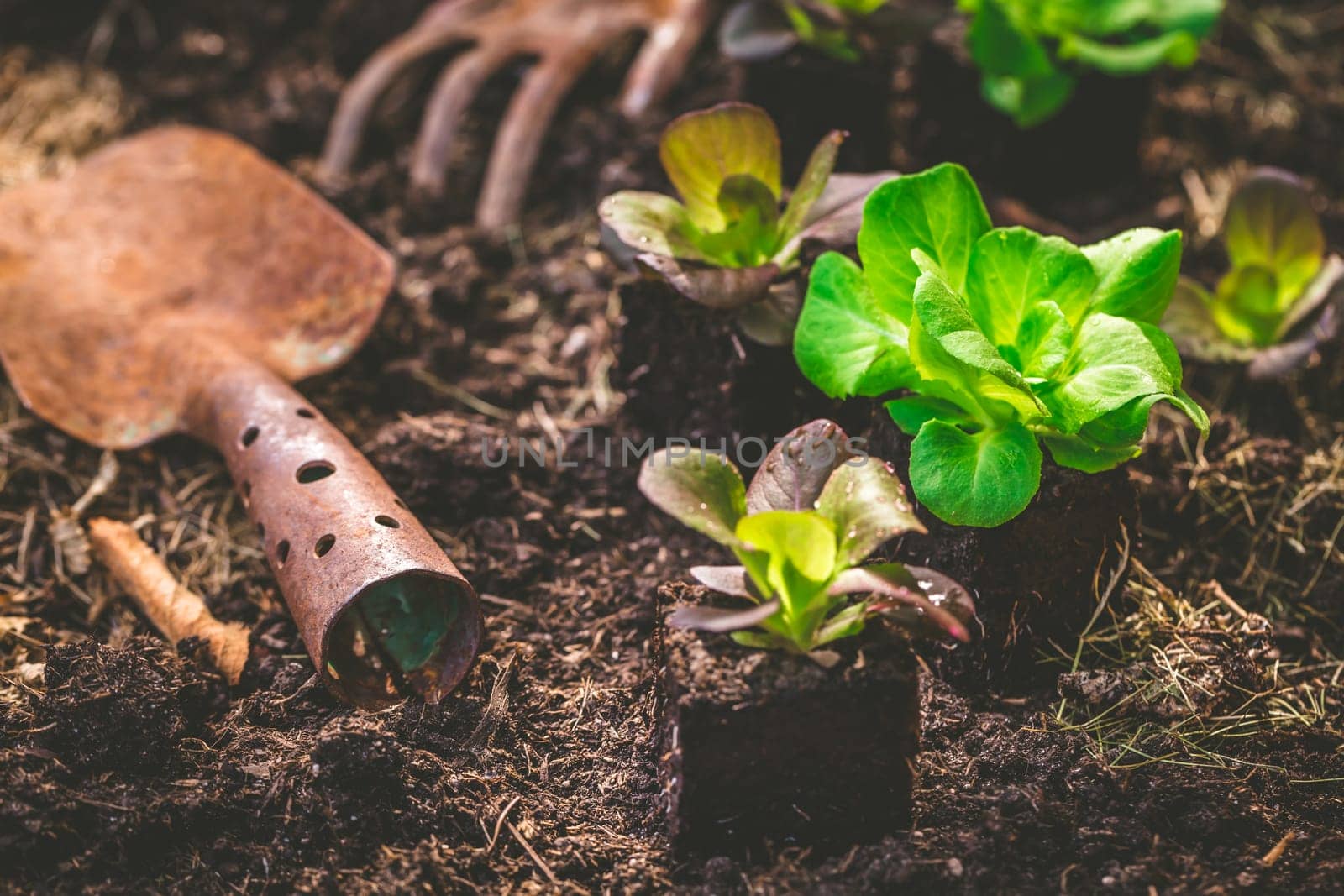 Vegetable garden concept - planting lettuce seedlings with small shovel on dark fertile compost soil.