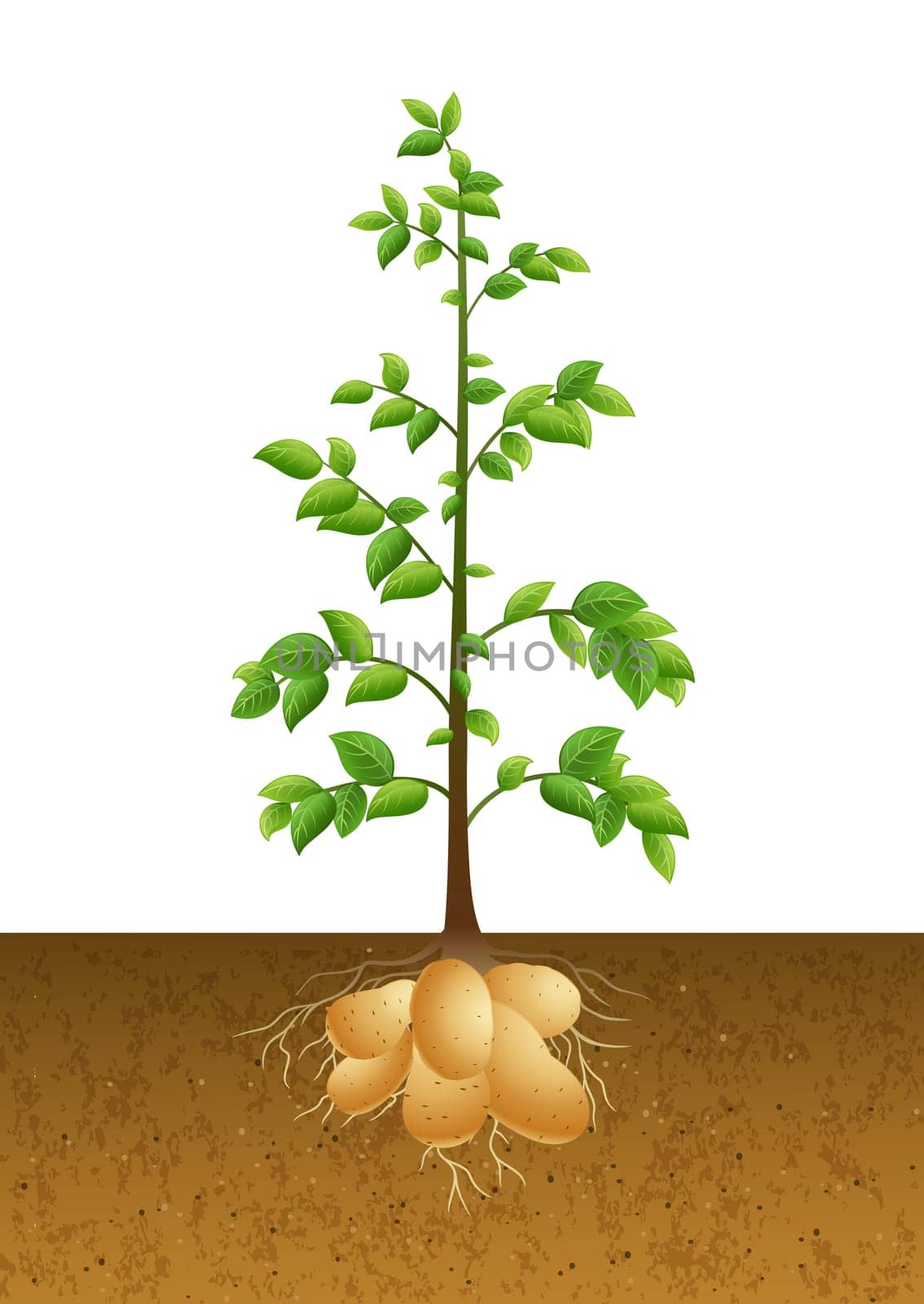 Illustration of Potatoes plant under the ground