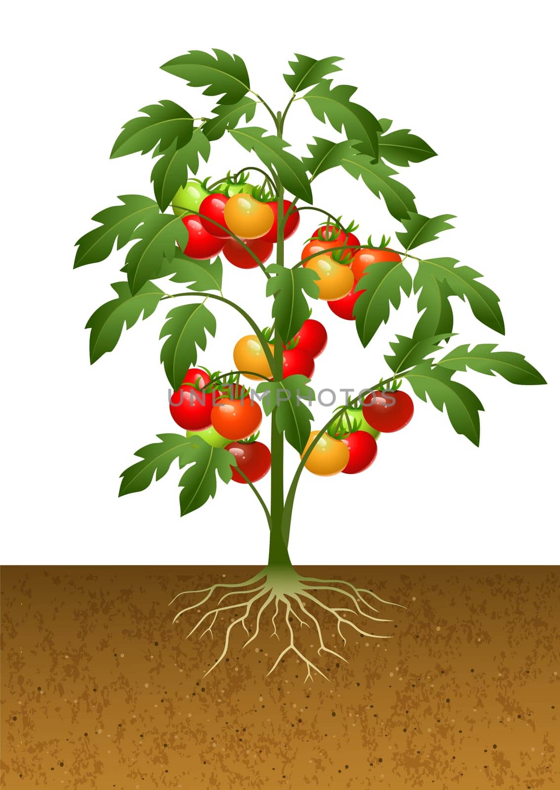 Illustration of tomato plant with root under the ground
