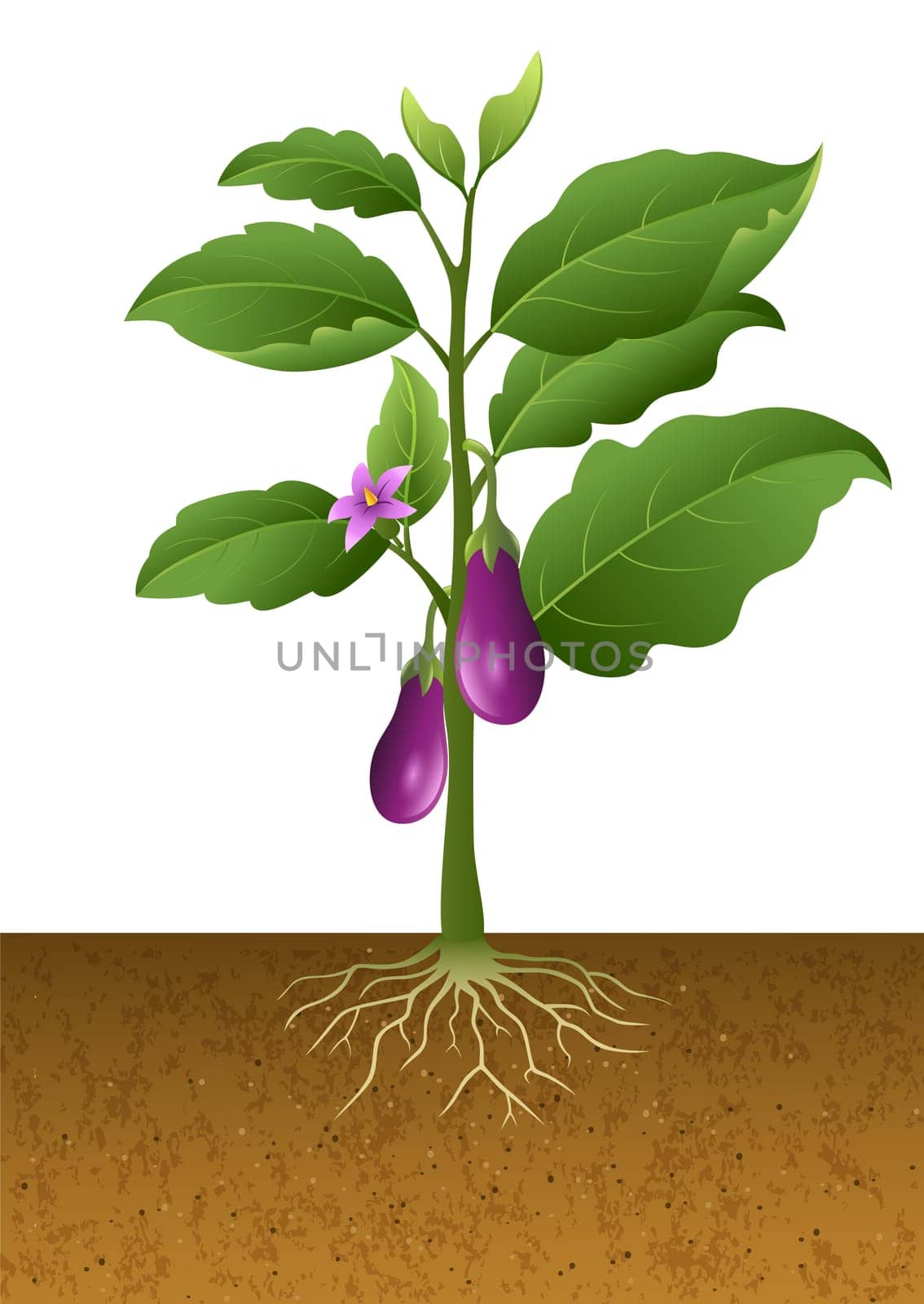 Illustration of eggplant with root under ground