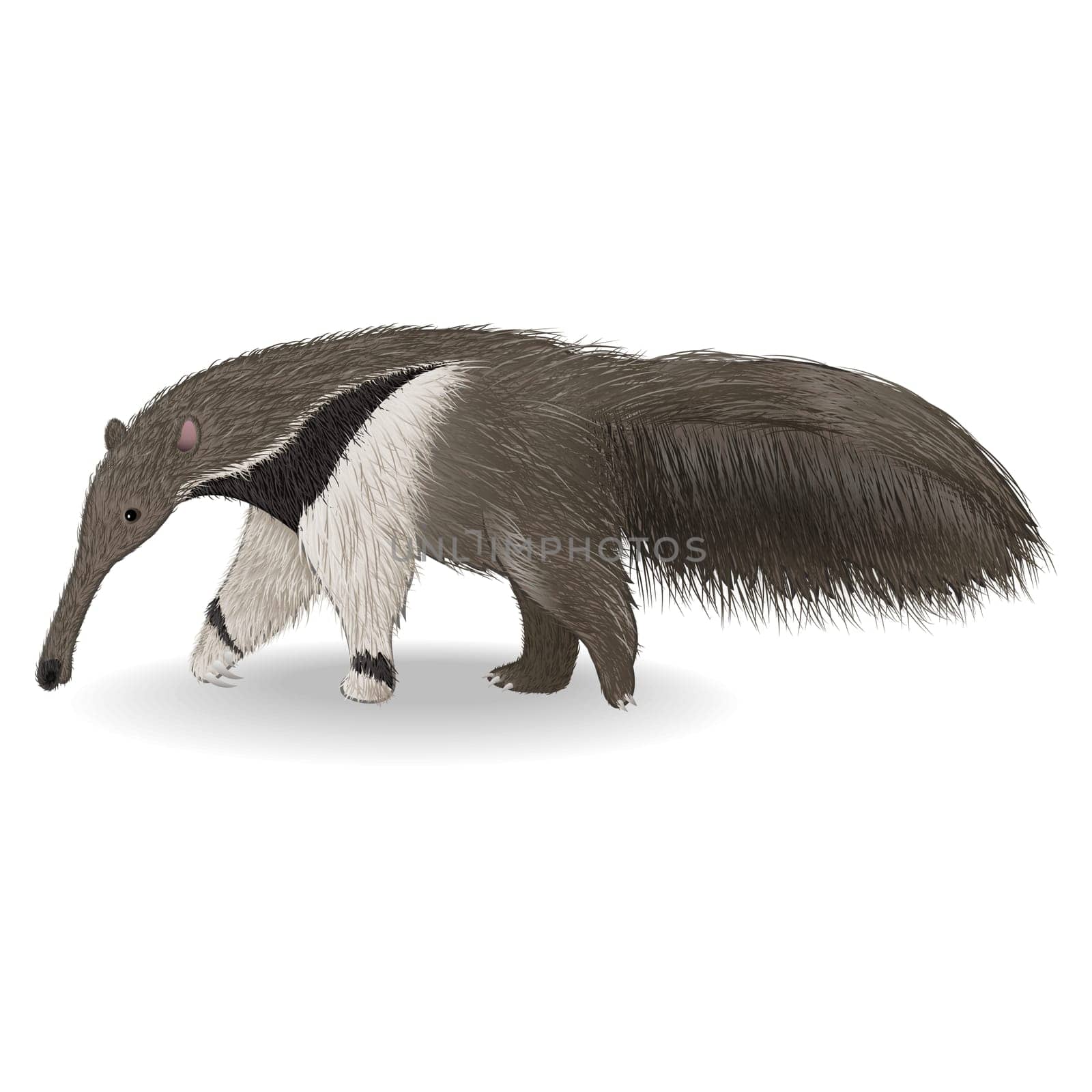 Cute anteater isolated on white background