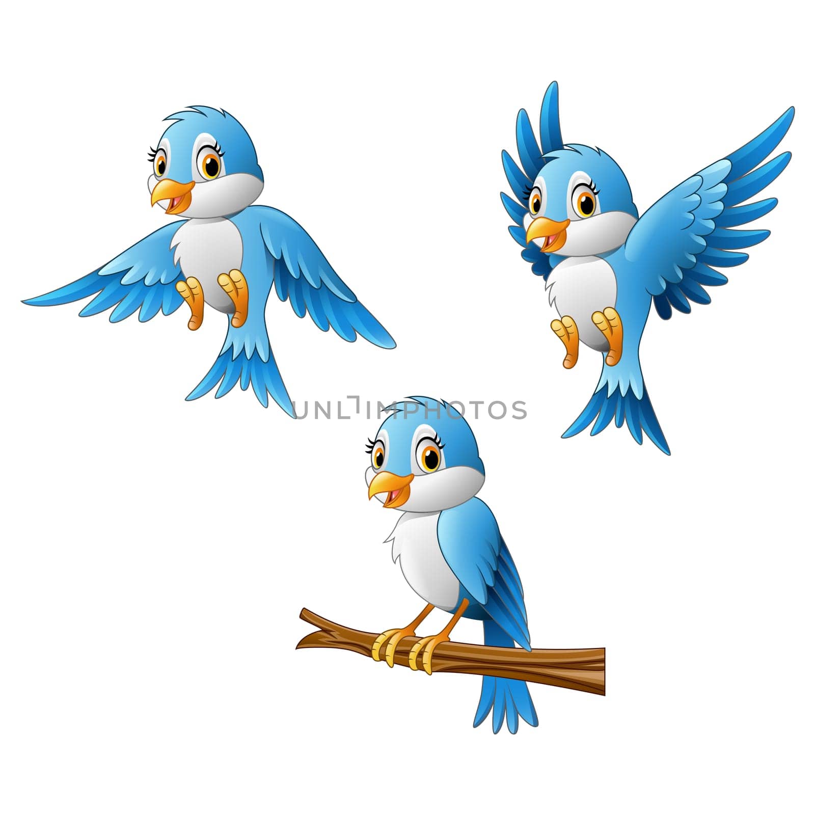 Blue bird collection set