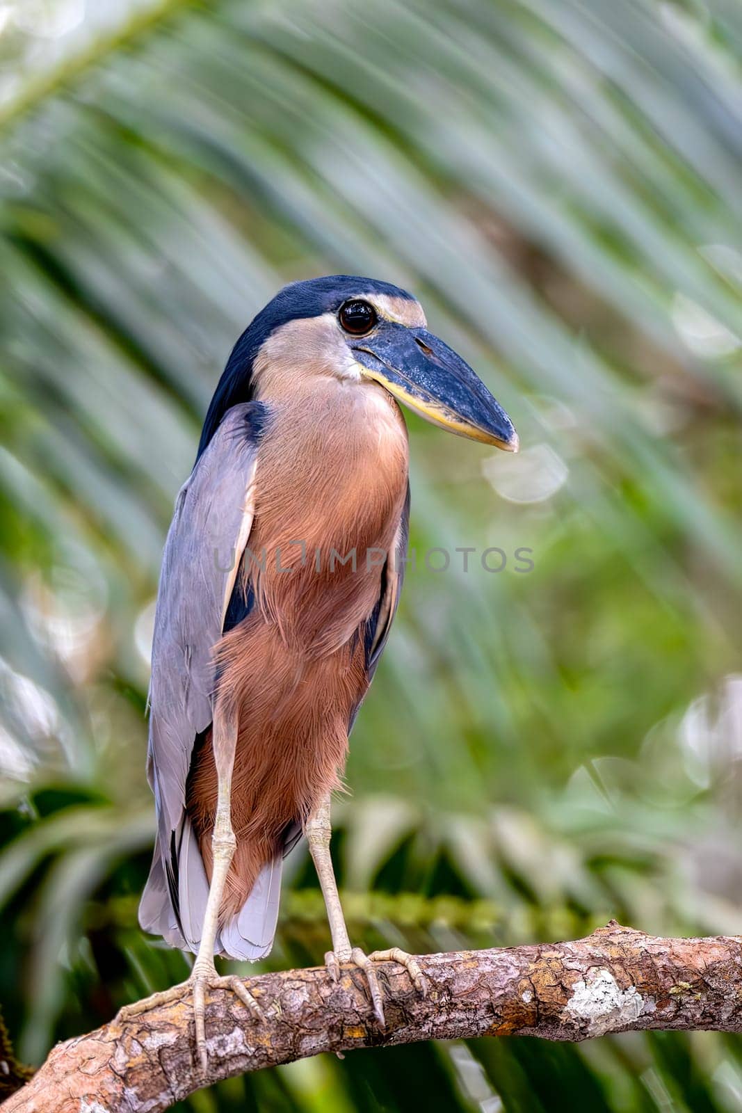 Boat-billed heron (Cochlearius cochlearius) hidden in mangrove swamps in river Tarcoles. Wildlife and birdwatching in Costa Rica.