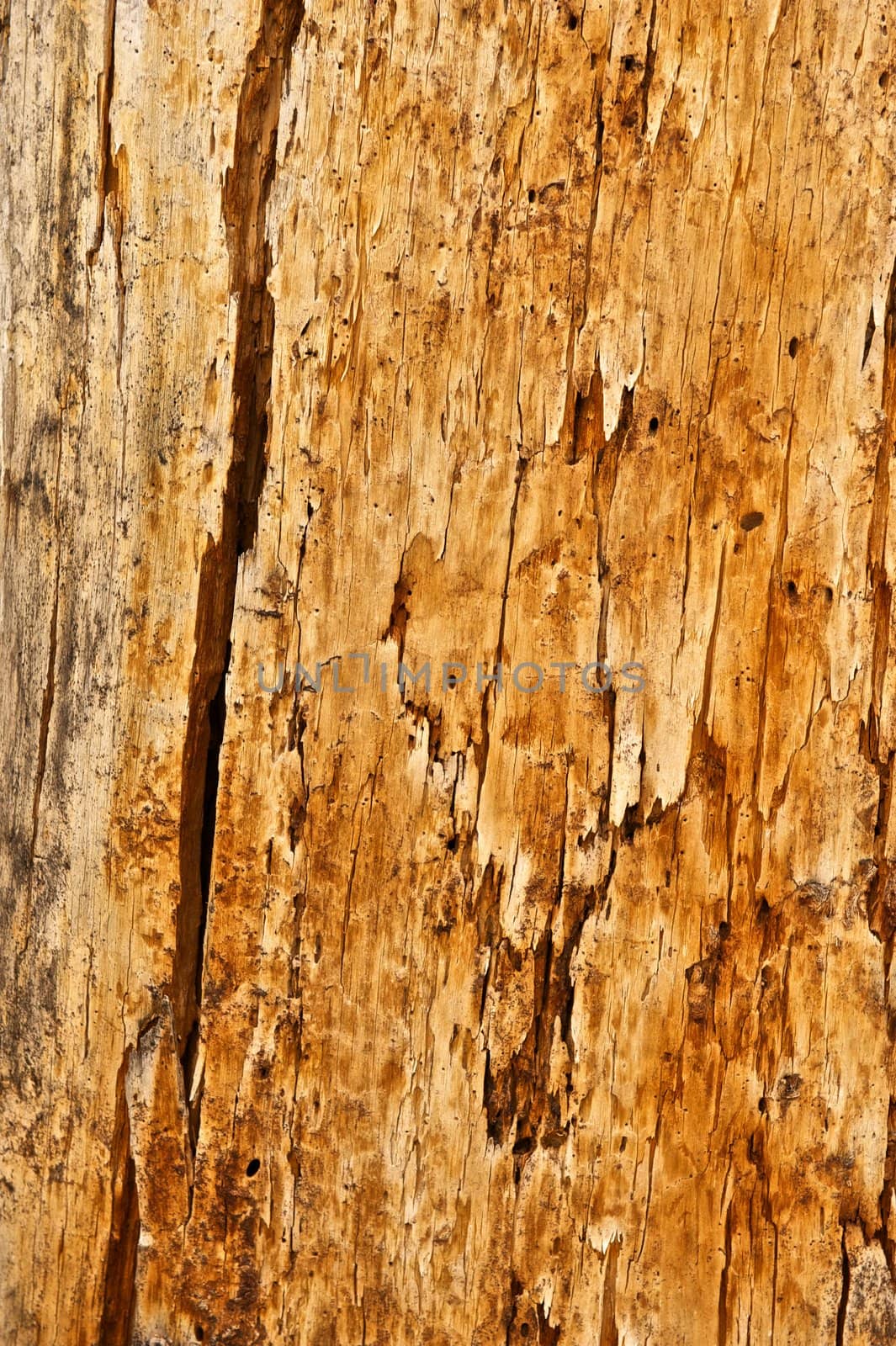 Tree Trunk Surface Without Bark by pixelsnap