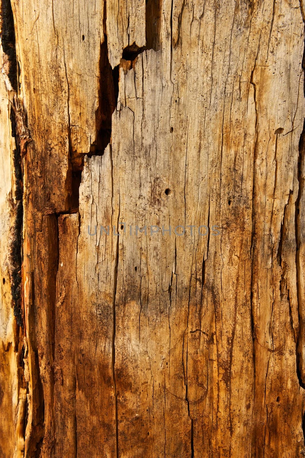 Tree trunk with many cracks and marks in it