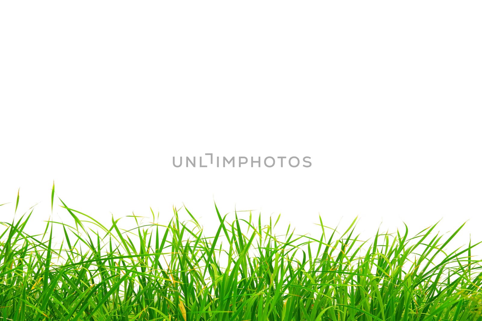 grass by antpkr