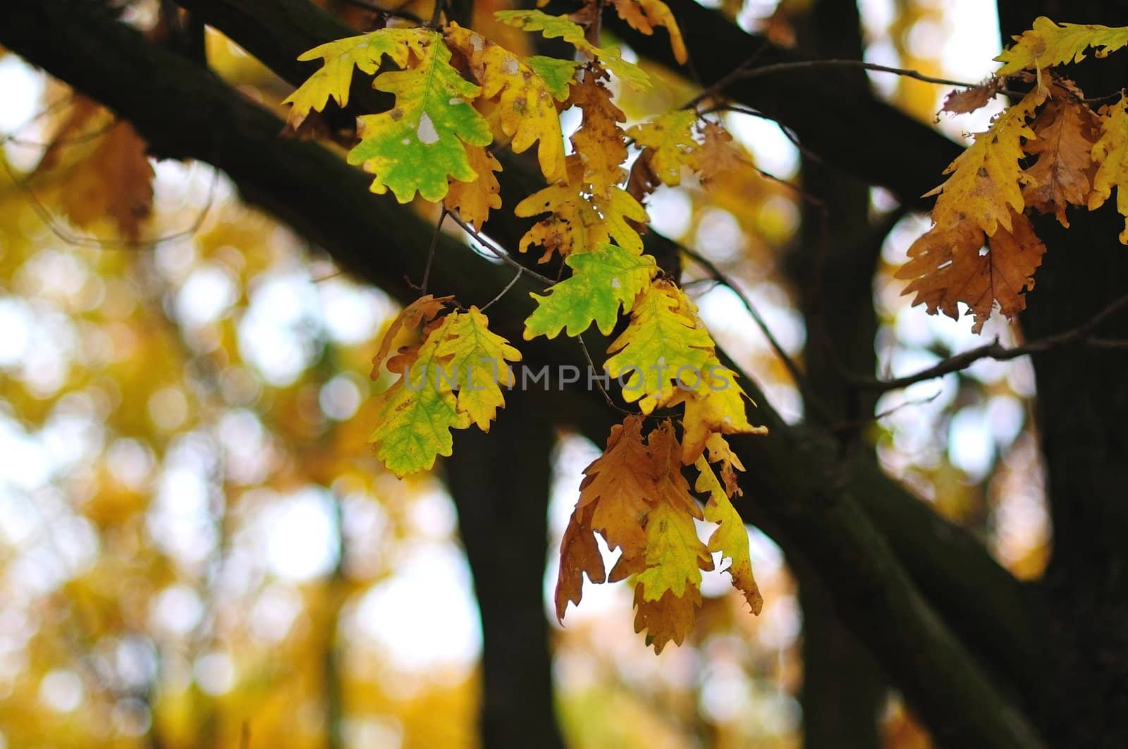 Oak Leaves on a branch in the oak grove
