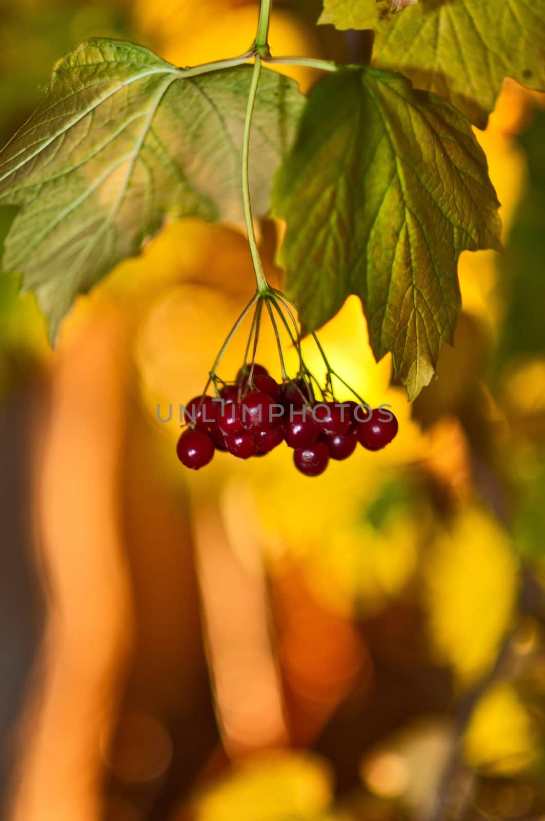 Bunch of a ripe guelder-rose on a branch with yellow leaves
