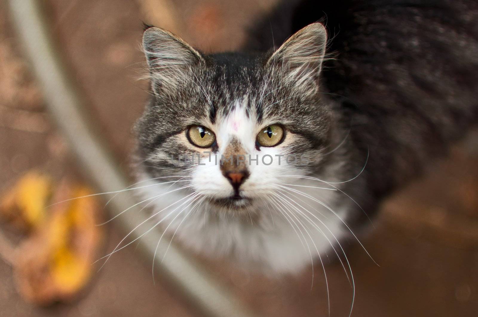 Portrait of a beautiful rural cat, close up.