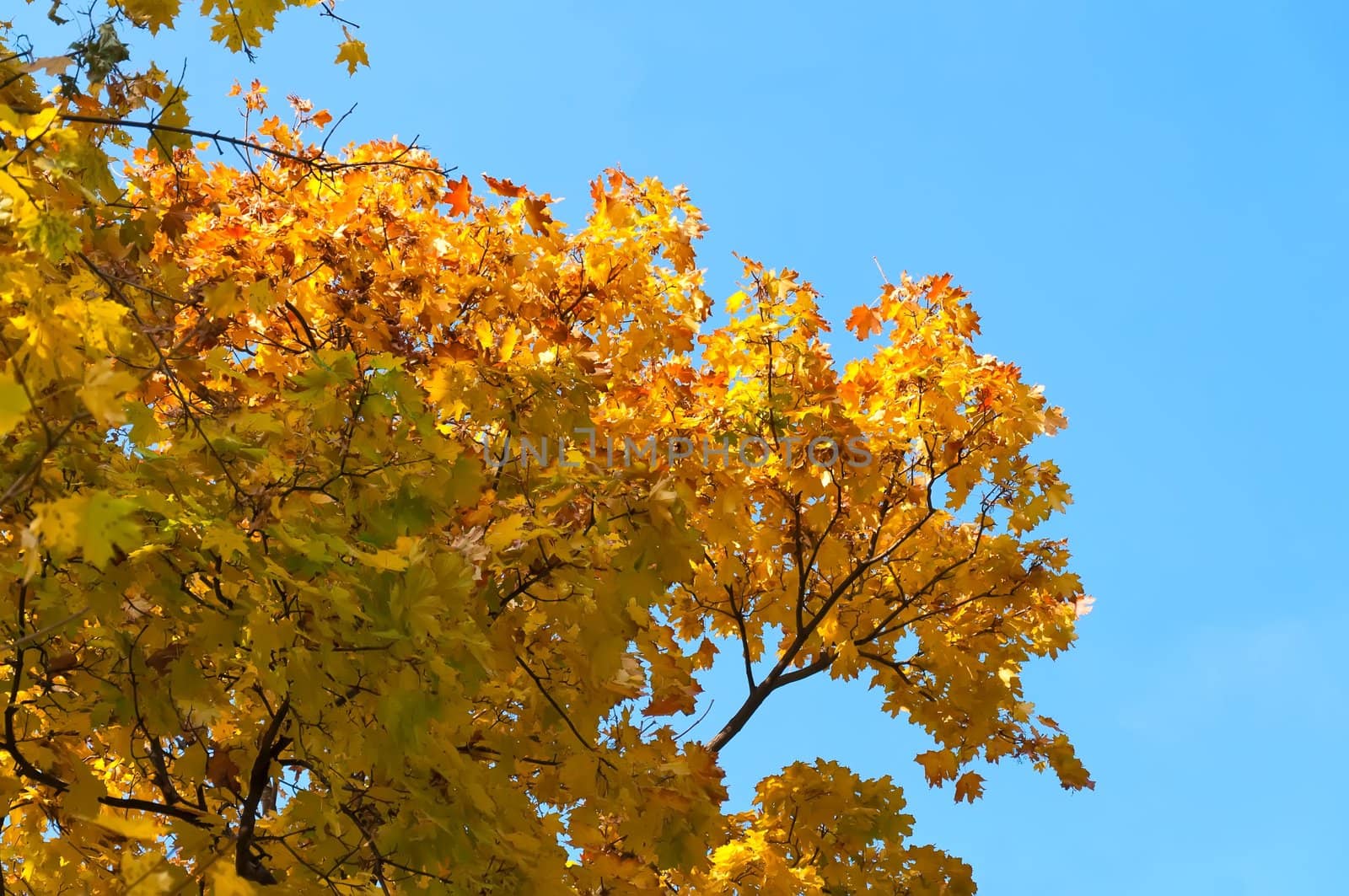 Yellow autumn Maple leaves against the blue sky.