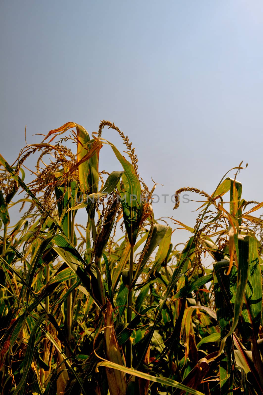 Corn field by RefocusPhoto