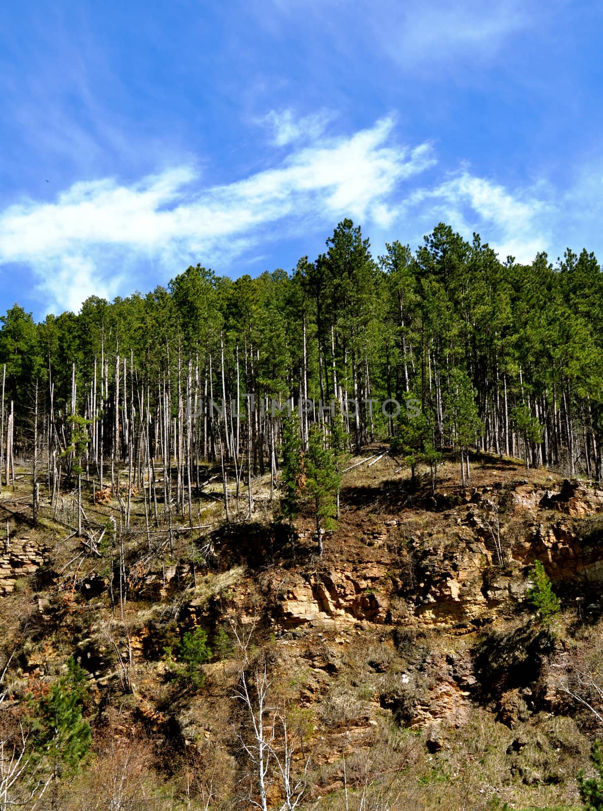 Deadwood Trees on a hill by RefocusPhoto