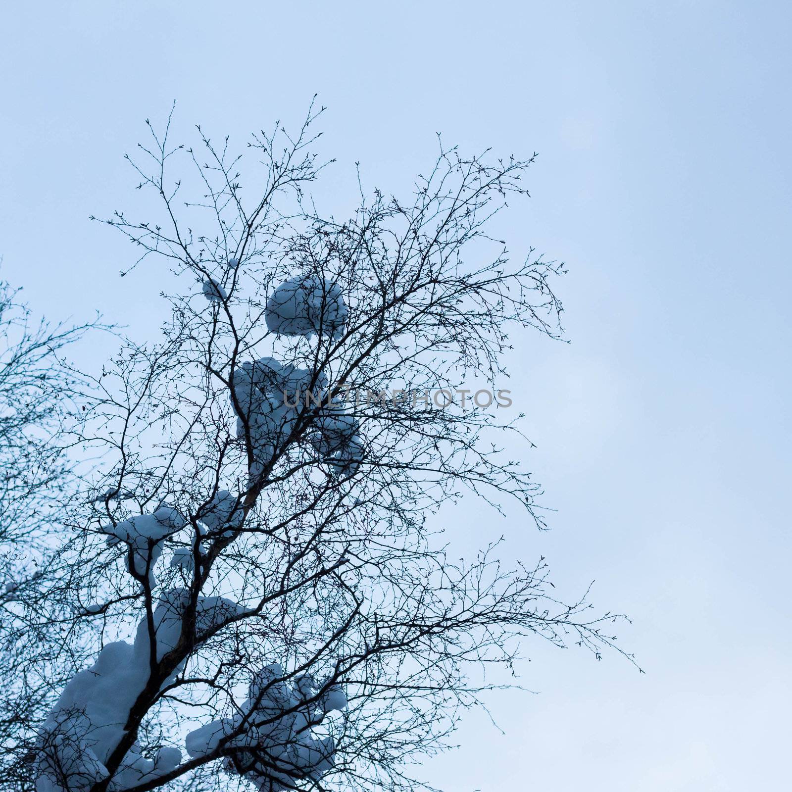 Winter tree conceptual image by RTsubin