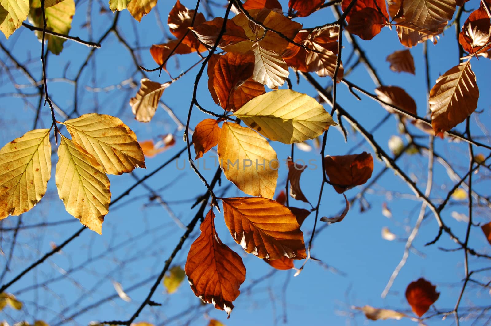 Golden beech leaves in the sunlight against a blue sky