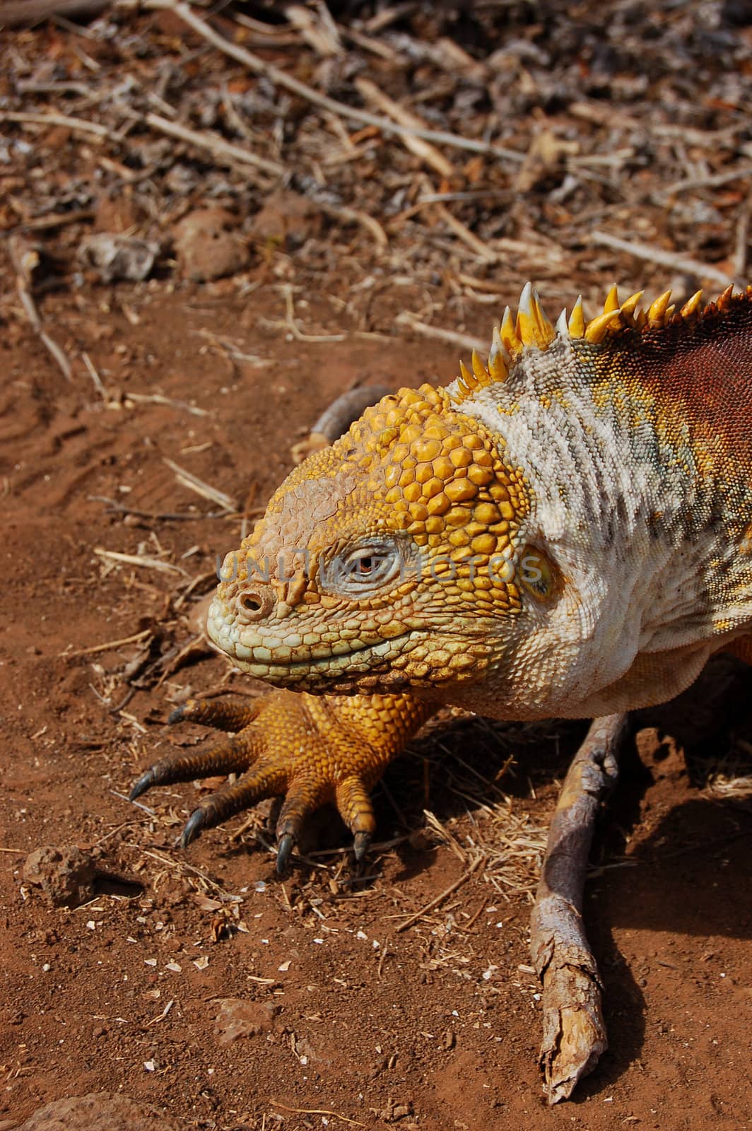 Closeup of a Galapagos land iguana